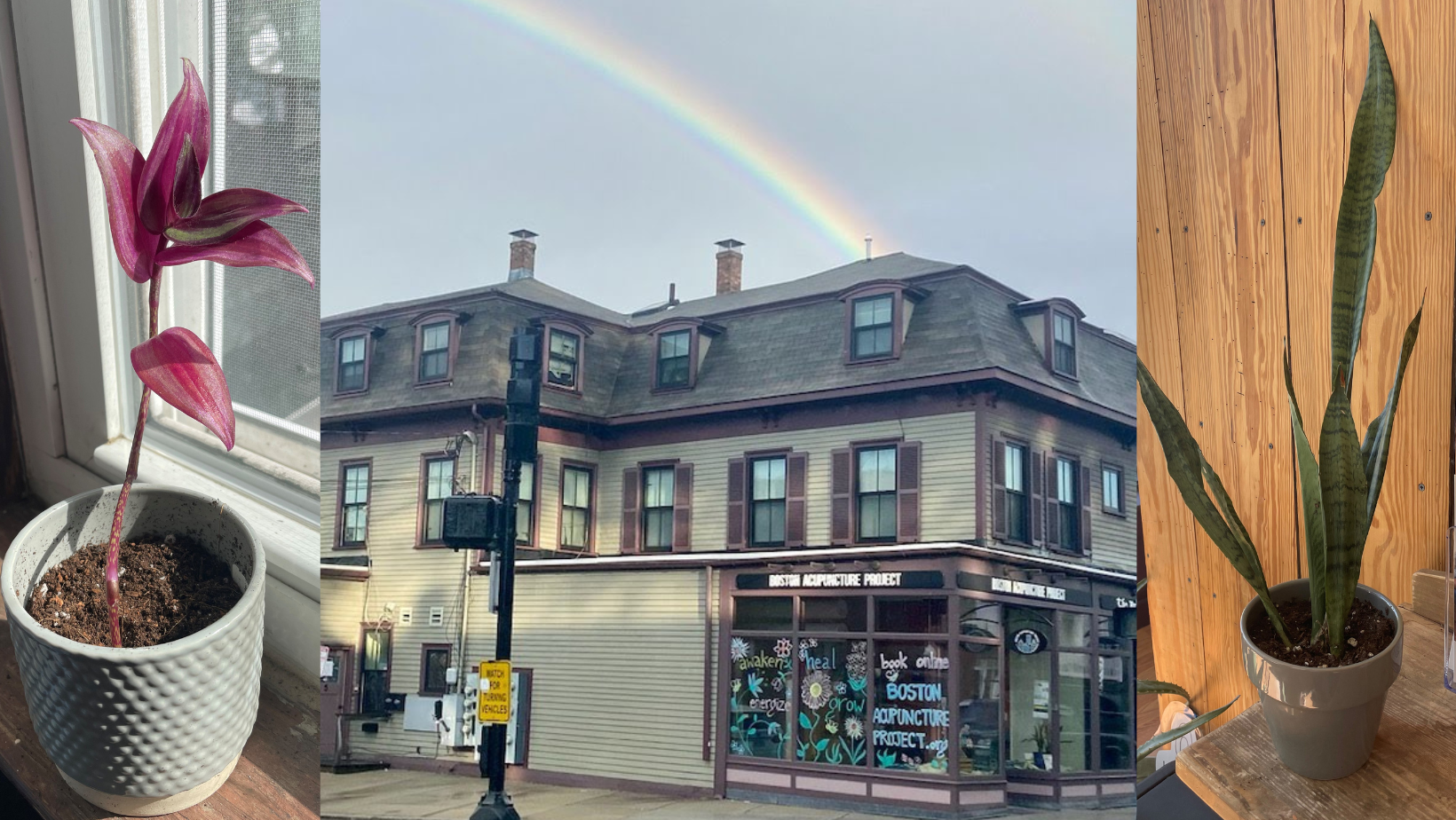 plants and storefront with rainbow above it